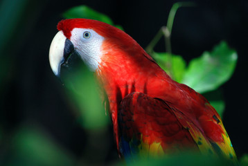 Parrot in Xaman-Ha birds reserve, Playa del Carmen, Mexico