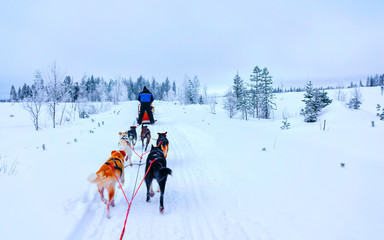 Husky family dog sled in winter Rovaniemi of Finland of Lapland. Dogsled ride in Norway. Animal...