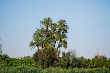 Fototapeta premium Cruising the River Nile Luxor to Aswan with the Pharaoh Sightseeing stops 