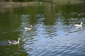 Ducks