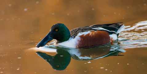 Northern Shoveler