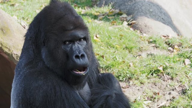 Portrait of a gorilla male, severe silverback, biggest monkey of the world.