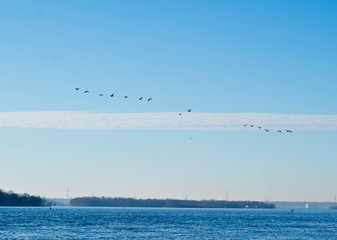 Fototapeta na wymiar Birds flying over water