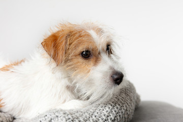 Szczeniak Jack Russell Terrier leży na szarym kocu. Białe  - obrazy, fototapety, plakaty