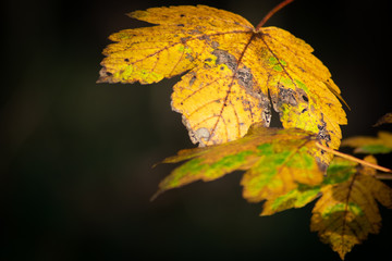 Das schwinden der Farben