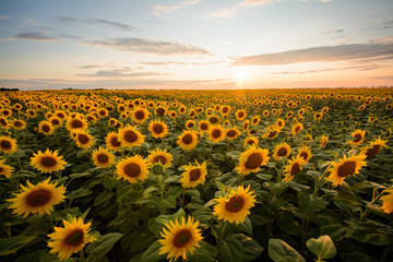 Fototapeta premium Summer landscape of a field of sunflowers during sunset