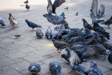 bird, water, nature, sea, animal, pigeon, pigeons, beach, ocean, birds, wildlife, seal, dove, seagull, group, rock, river, flock, wild, rocks, city, seals, fly, park, sand