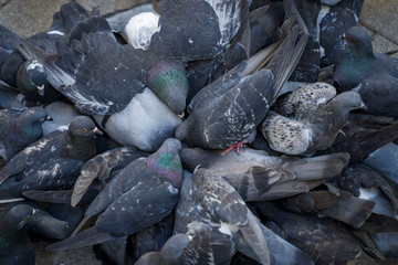 stone, rock, rocks, beach, stones, pebbles, nature, texture, pebble, sea, water, gray, coal, smooth, pattern, abstract, black, grey, coast, outdoors, wallpaper, sand, natural, ocean