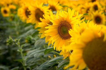 Big beautiful sunflowers outdoors close up. Row of sunflowers growing on the farm