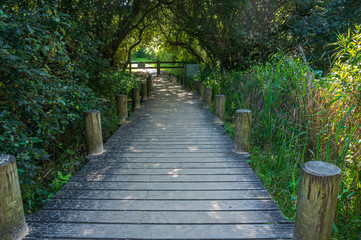 wooden bridge in forest