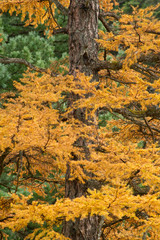 Autumn colours in Nikko Botanical Gardens