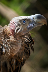 vulture head, Ruppell's griffon vulture