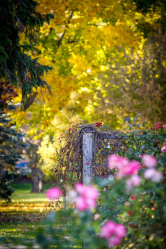 Autumn In Overgrown Garden