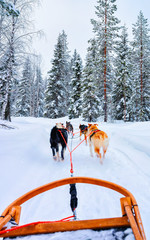 Husky family dog sled in winter Rovaniemi of Finland of Lapland. Dogsled ride in Norway. Animal Sledding on Finnish farm after Christmas. Fun on sleigh. Safari on sledge and Alaska landscape.