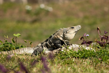 Iguana at Mayan ruins of Tulum, Mexico