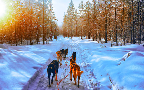 Husky Family Dog Sled In Winter Rovaniemi Of Finland Of Lapland. Dogsled Ride In Norway. Animal Sledding On Finnish Farm After Christmas. Fun On Sleigh. Safari On Sledge And Alaska Landscape.