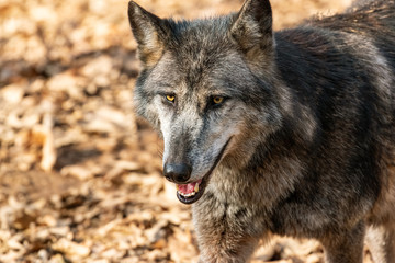 Naklejka na ściany i meble Closeup of the wolf in forest