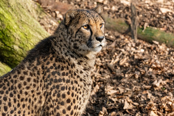 Male Cheetah lit by the afternoon sun © erikzunec