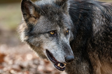 Closeup of the wolf in forest