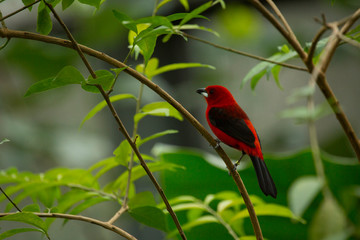 Brazilian tanager (Ramphocelus bresilius).