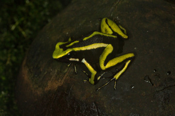 Three-striped Arrow-poison Frog, Three-striped Poison Frog (Ameerega trivittata).
