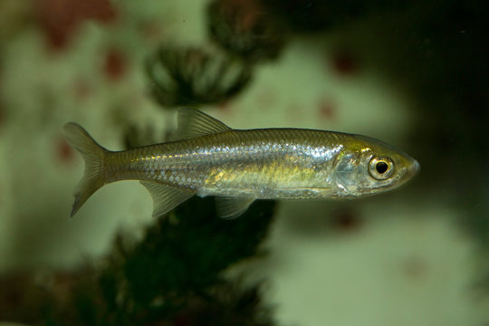 Sunbleak, belic, moderlieschen (Leucaspius delineatus).