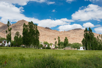 Ladakh, India - Aug 22 2019 - Grassland at Hemis Shukpachan Village in Sham Valley, Ladakh, Jammu and Kashmir, India.