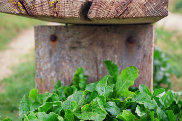 Wooden Bench Leaves