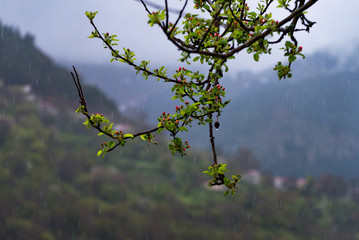 closeup of raindrops on a branch of a blossom apple tree on a rainy day