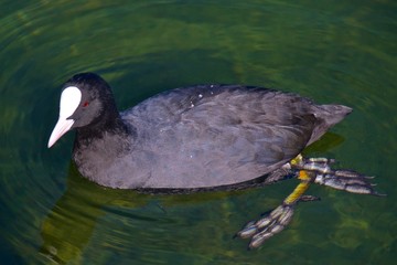 Eurasian coot at Lake Galve in Trakai, Lithuania