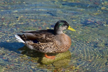 Mallard at Lake Galve in Trakai, Lithuania