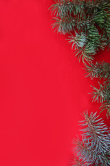 green fir branches on a red background