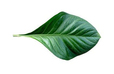 Fototapeta premium Queen of the Leafy Plants