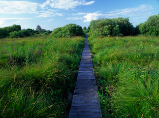 Splawy - nature path, Poleski National Park, Poland