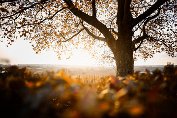 Goldender Herbst am Bodensee