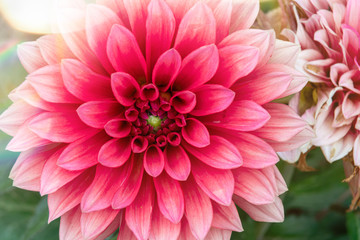 Pink and big flower in the sun. Light reflections and blurry plot decoration background. Dahlia in the garden.