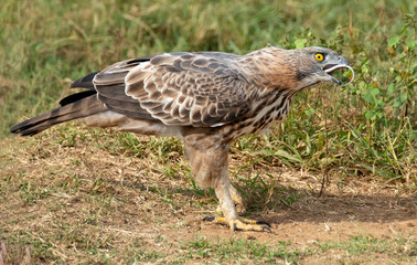 Crested Serpent Eagle (Spilornis cheela) Eating a Snake, Udawalawe National Park, Sri Lanka
