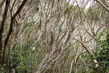 Intertwining branches in the forrest