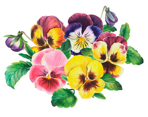 Fototapeta Bouquet of colored pansies flowers on isolated white background, watercolor hand drawing. Stock illustration. obraz