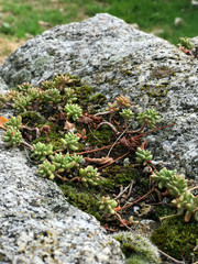 Closeup of plants growing on a stone