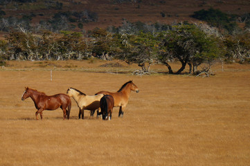 Patagonie et Torres del Paine