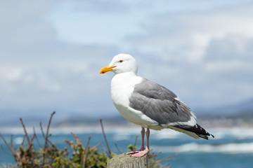 California Gull on pier with waves and ocean in background