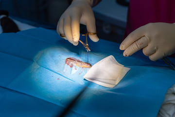 Obraz na płótnie Canvas Close muscular layer in a feline ovariohysterectomy
