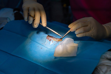 Obraz na płótnie Canvas Close muscular layer in a feline ovariohysterectomy