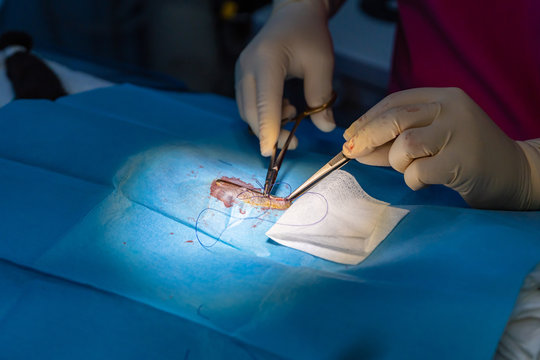 Close muscular layer in a feline ovariohysterectomy