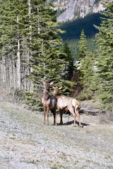 Two elk stand with their heads together. Taken near Banff Alberta