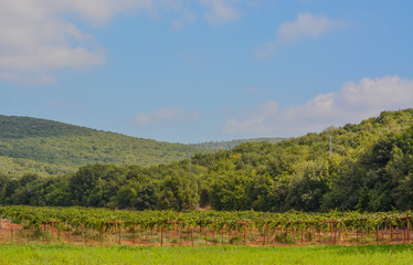 Fototapeta na wymiar Middle East vineyard in the Golan Heights of northern Israel.