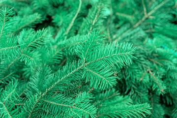 Natural fir branches. Christmas, Happy new year background, trendy green blue colors