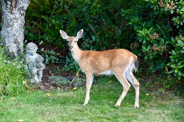 Naklejka na ściany i meble A deer poses in a garden