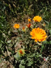 yellow flowers in the garden